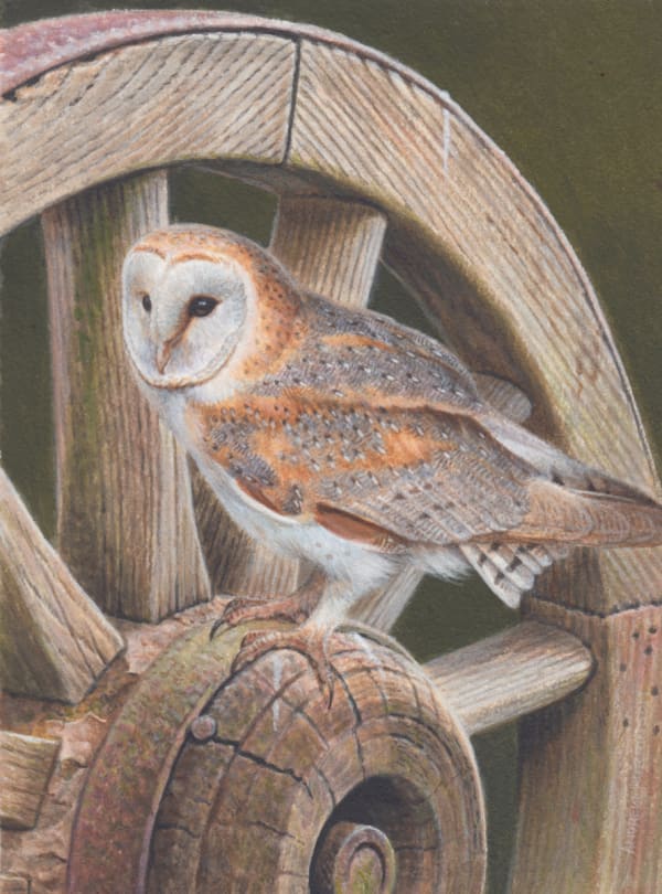 Andrew Hutchinson RMS, Barn Owl