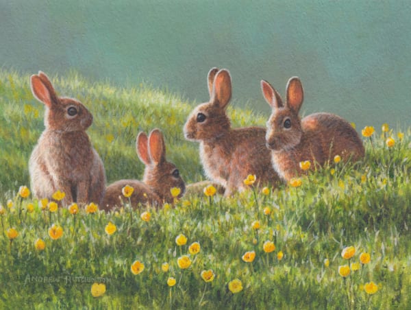 Andrew Hutchinson RMS, Bunnies and Buttercups