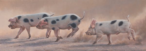 Andrew Hutchinson RMS, Three Little Pigs, 2023