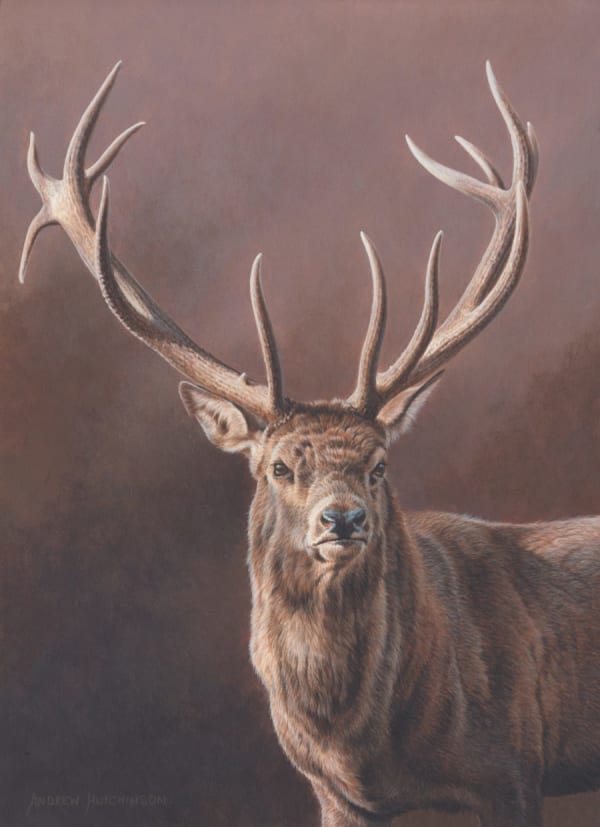 Andrew Hutchinson RMS, Portrait of a Stag