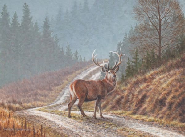 Andrew Hutchinson RMS, Highland Stag