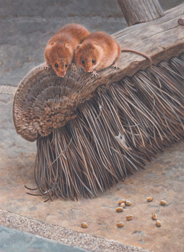Andrew Hutchinson RMS, Room on the Broom Harvest Mice, 2023