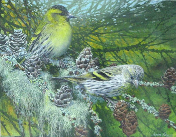 James Renny, Siskins