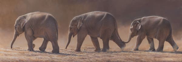 Andrew Hutchinson RMS, Leader of the Pachyderm Asian Elephants, 2023