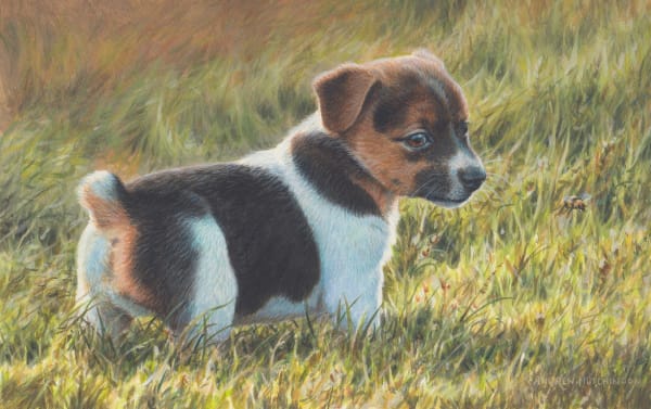 Andrew Hutchinson RMS, Jack Russell Pup and Bumble Bee