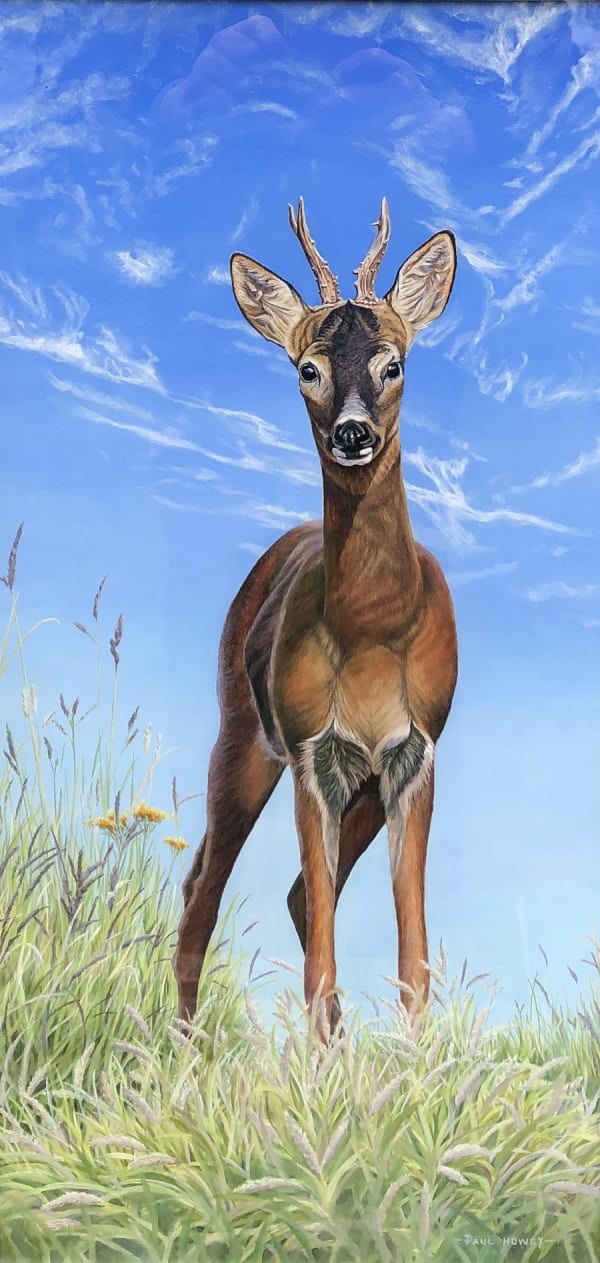 Paul Howey, Roe Deer
