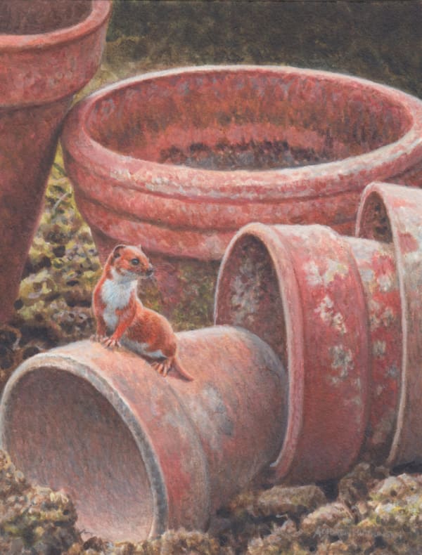 Andrew Hutchinson RMS, Pot Goes the Weasel