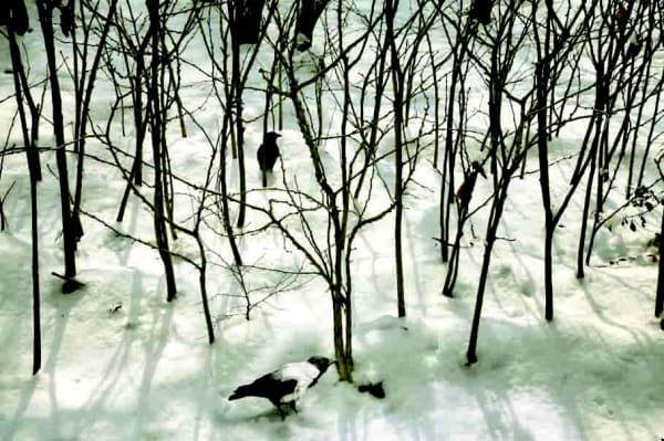 Abbas Kiarostami, Trees & Crows No. 36, 2007