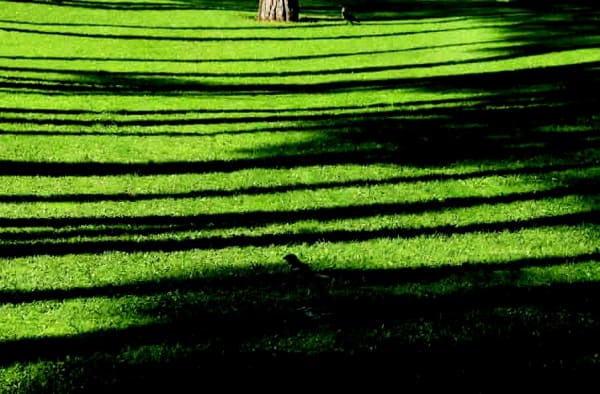 Abbas Kiarostami, Trees & Crows No. 46, 2007