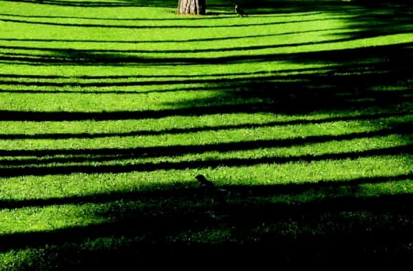 Abbas Kiarostami - Trees & Crows No. 46, 2007