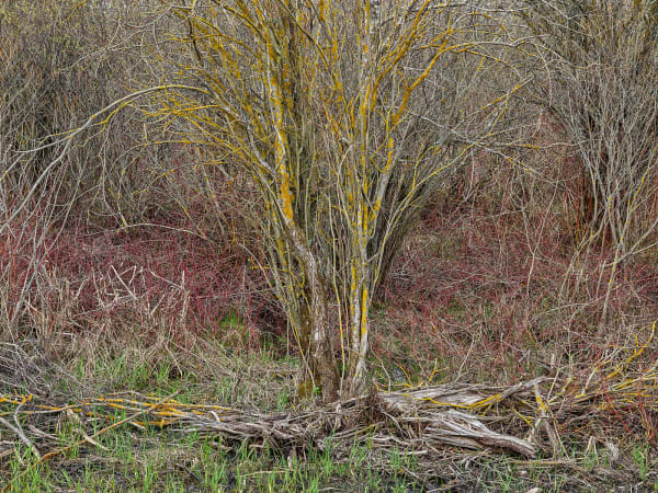 Natural Order #27, Grey County, Ontario, Canada, Spring, 2020