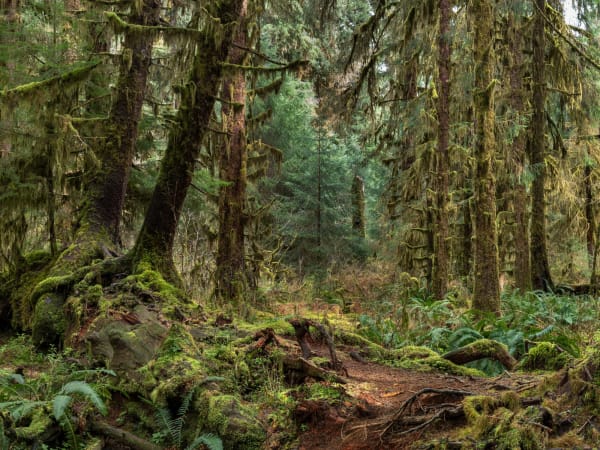Rainforest #3, Olympic National Park, Washington, USA, 2024