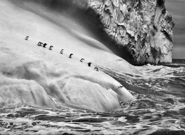 Chinstrap penguins, Zavodovski and Visokoi Islands, South Sandwich Islands, November and December, 2009