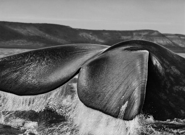 Valdes Peninsula, Argentina, 2004