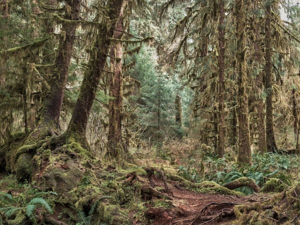 Rainforest #3, Olympic National Park, Washington, USA, 2024