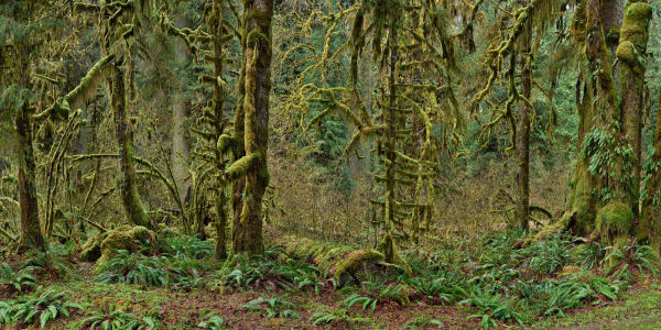 Edward Burtynsky, Rainforest #1, Olympic National Park, Washington, USA, 2024