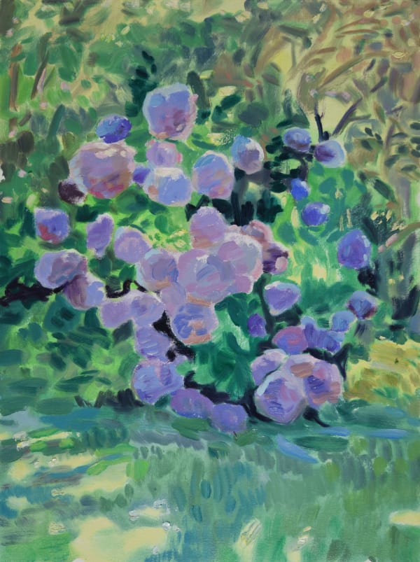 Hydrangea, 2023
