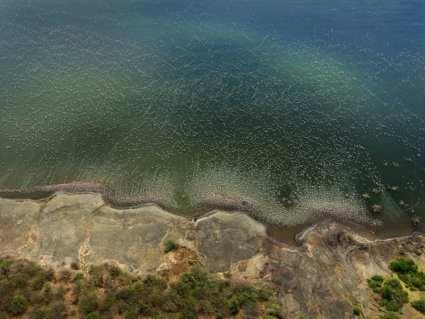 Flamingos #1, Lake Bogoria, Kenya, 2017