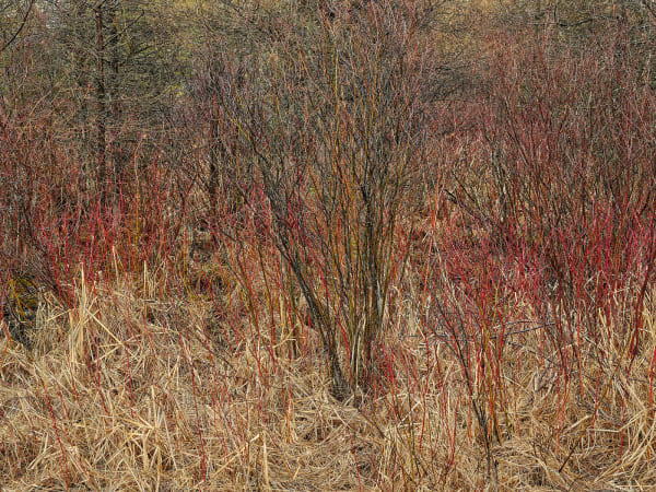 Natural Order #14, Grey County, Ontario, Canada, Spring, 2020
