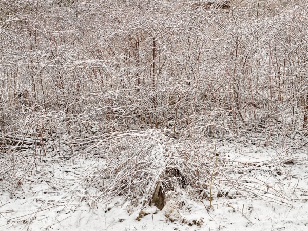Natural Order #1, Grey County, Ontario, Canada, Spring, 2020