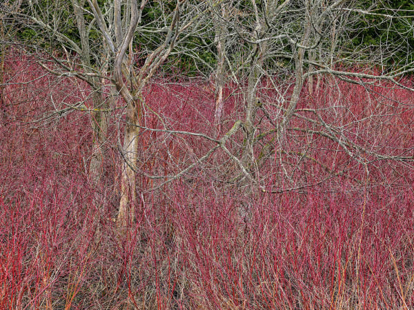 Natural Order #22, Grey County, Ontario, Canada, Spring, 2020