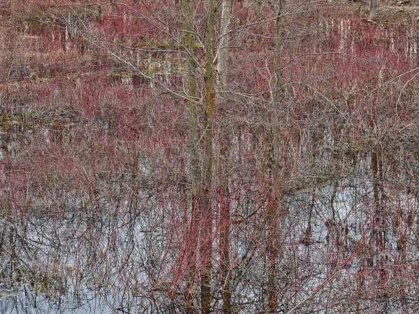 Natural Order #20, Grey County, Ontario, Canada, Spring, 2020