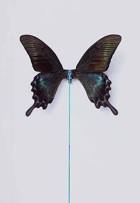 D*Face Splutterflies, 2011 photographic print on aluminium, hand finished with enamel 122 x 83 cm Edition of 5 (#3/5)