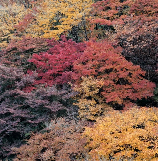Claudia Terstappen Autumn Spirit, Japan, 2004 C-Print on aluminium 150 x 150 cm