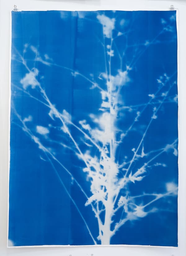 Silke Schatz, Arctium lappa II, 2021