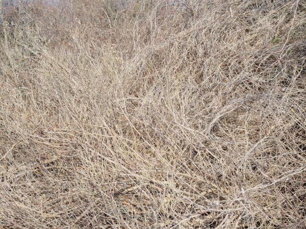 Composition 3162, 2020