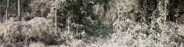 Whose Woods These Are, 2019