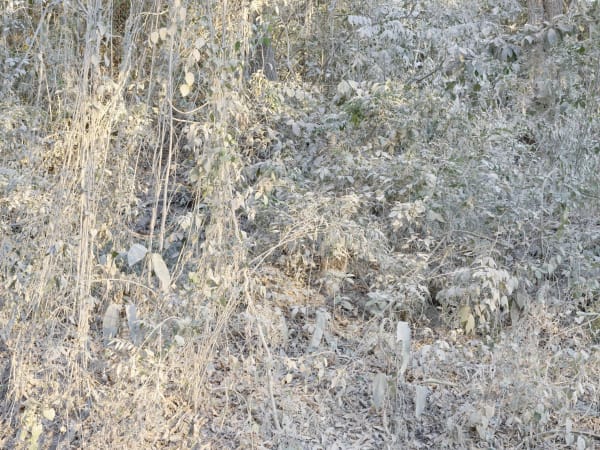 Whose Woods These Are