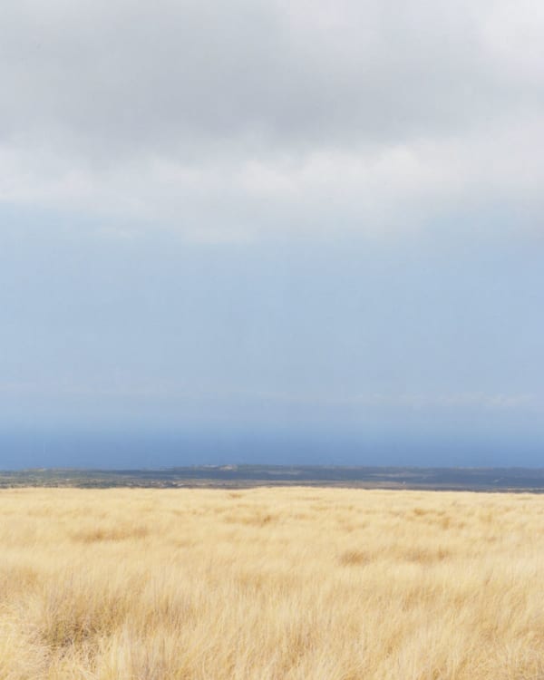 Michael Gaillard, Fountain Grass -G