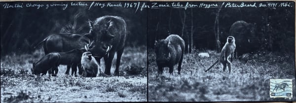 Peter Beard, Northi Chongo Grooming Tactics, for Zara's Tales. Hog Ranch, 1967