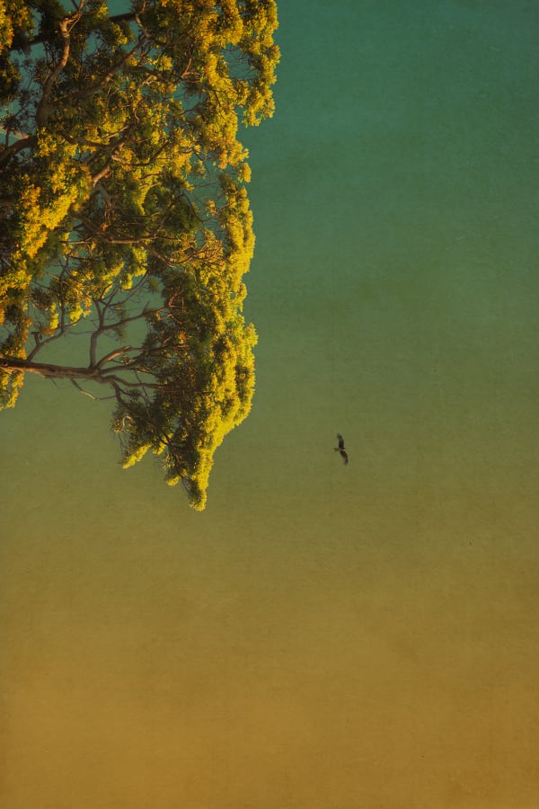 Albarrán Cabrera, The Mouth of Krishna, #807, 2015