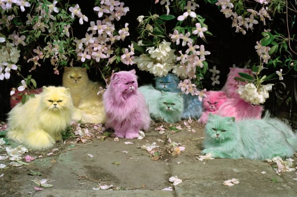 Tim Walker, GC***Pastel Cats***2000