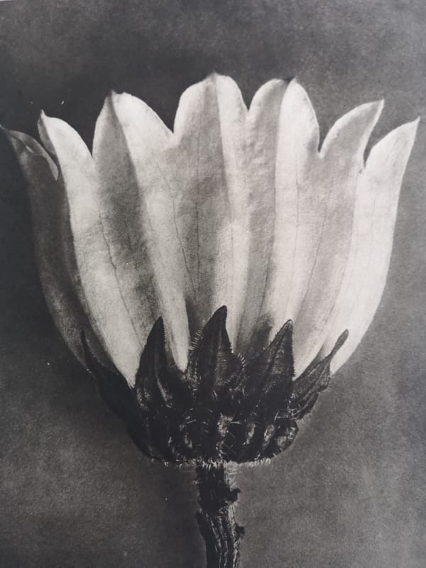 Karl Blossfeldt, From Wunder In Der Natur, 1932