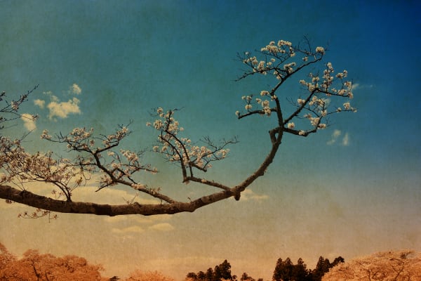 Albarrán Cabrera, The Mouth of Krishna #748, 2018