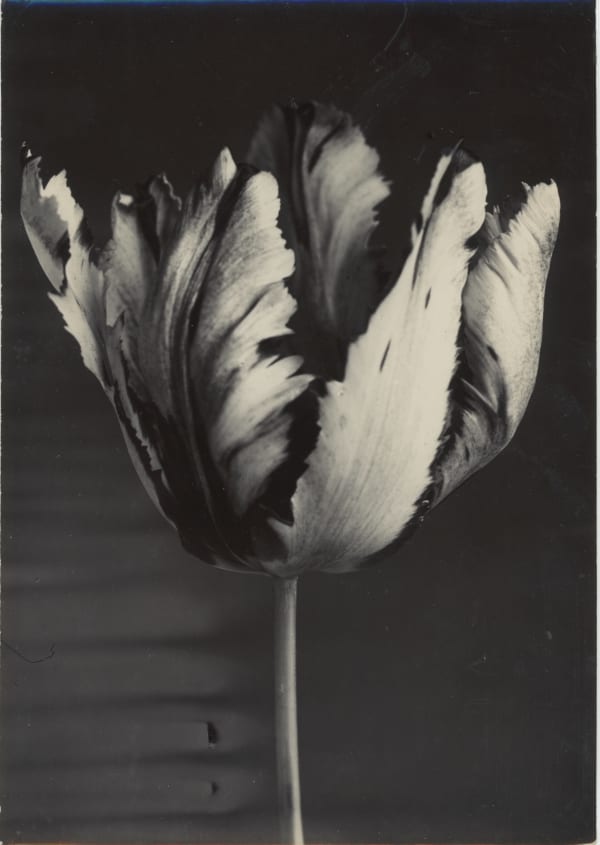 Charles Jones, Parrot Tulip, c. 1900