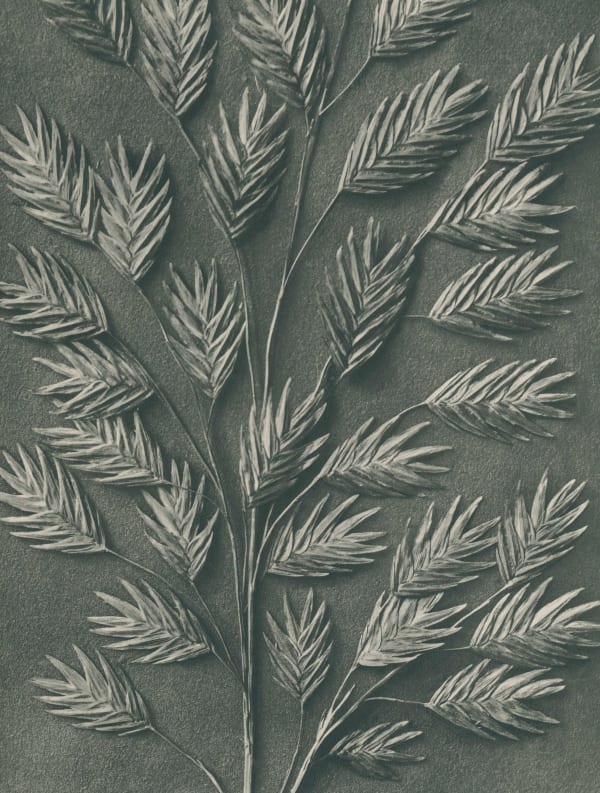 Karl Blossfeldt, Uniola latifolia (Spikelet) , Wundergarten der Natur, 1932