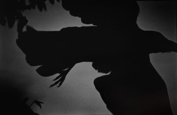 Masahisa Fukase, Untitled, from the Solitude of Ravens, 1976-1986