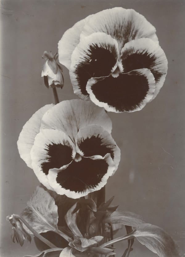 Charles Jones, Seedling Pansies, c. 1900