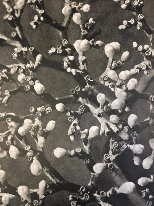 Karl Blossfeldt, From Wunder In Der Natur, 1932