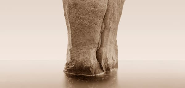 David Parker, Siren XVII, 2005