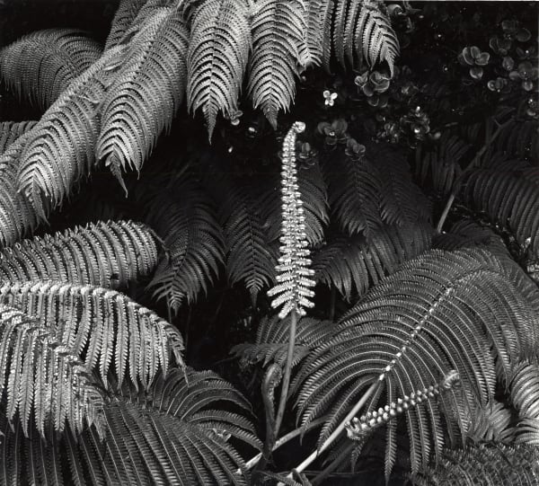 Brett Weston, Botanical, Fern, Hawaii, 1980