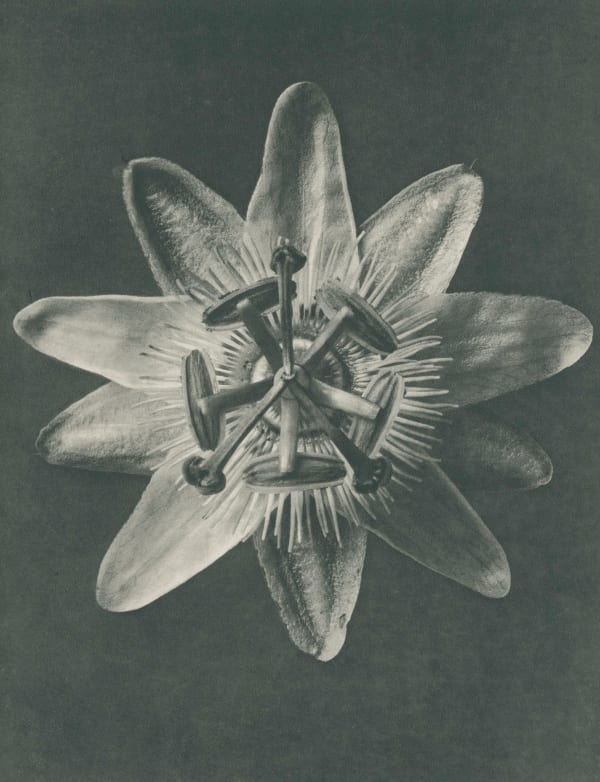 Karl Blossfeldt, Passiflora. Passionsblume (Passion-flower) , Wundergarten der Natur, 1932