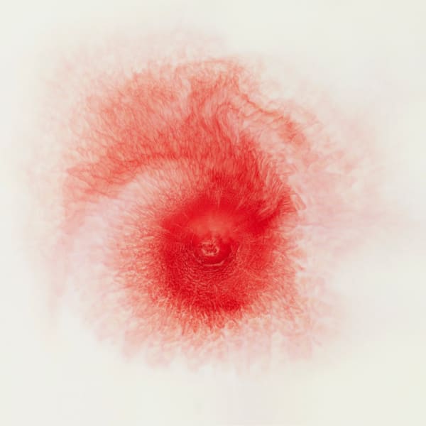 Ori Gersht, Love Me, Love Me Not 08, 2013