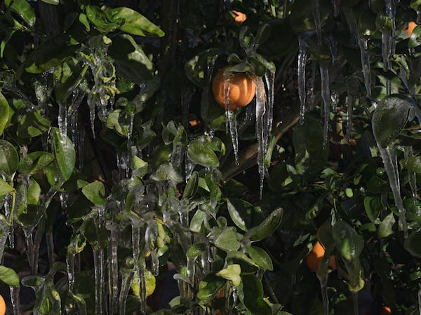 Lucas Foglia, Ice to Protect Orange Trees from the Cold, California, 2015