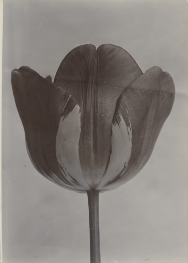 Charles Jones, Tulip Rembrandt, c.1900
