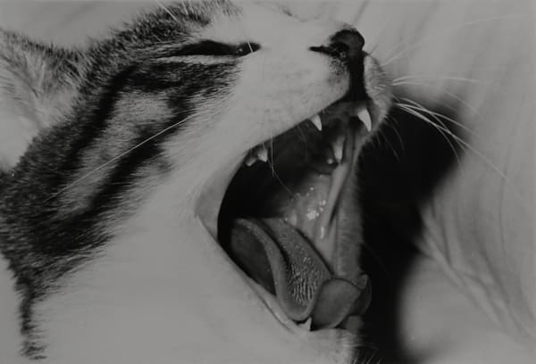 Masahisa Fukase, Sasuke!! My Dear Cat, 1978